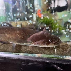 アクアリウム　日本ナマズ　元気ですよ。の画像