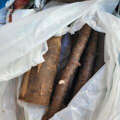 カブトムシ、クワガタ育つセットの画像