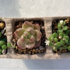 多肉植物　セダム & エケベリア　名無し小苗ちゃんセット