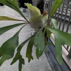 コウモリラン ビフルカツム の画像