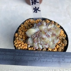 多肉植物　エケベリア　氷氷