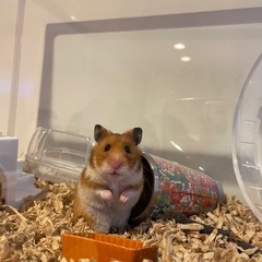ゴールデンハムスター　1才6ヶ月