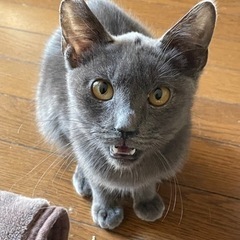 ロシアンブルーみたい⭐︎ミノちゃん