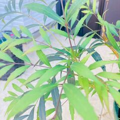 【低木】マホニアコンフューサ（8号スリット鉢付き）の画像