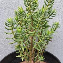 多肉植物　テトラゴナ大苗