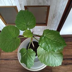 【お話し中】観葉植物　①ウンベラータの画像