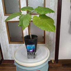 【お話し中】観葉植物　①ウンベラータの画像