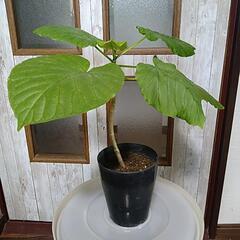 【お話し中】観葉植物　①ウンベラータの画像