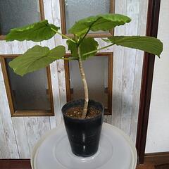 【お話し中】観葉植物　①ウンベラータの画像