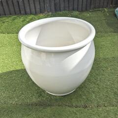 ホワイトカラー 大きな陶器
観葉植物の鉢 ビドオーク 約15号
...