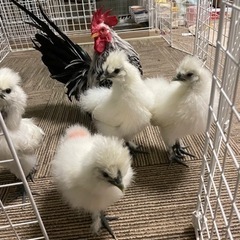 烏骨鶏雛　4羽　引き取り決まりました