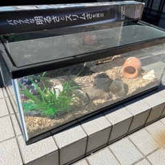 【お話し中　無料で差し上げます】60cmGEX水槽、ライト