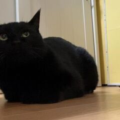 動画あり★エイズキャリア・黒猫・雄猫★年齢性別不問