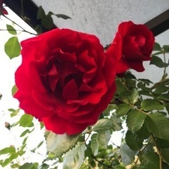 バラ超超超大苗の画像