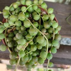 多肉植物　グリーンネックレス