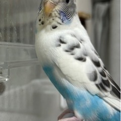 セキセイインコ(♀)(飼育ゲージごとお渡し可能)