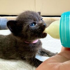 １ヶ月の赤ちゃん子猫。美人な黒トラ猫・女の子。