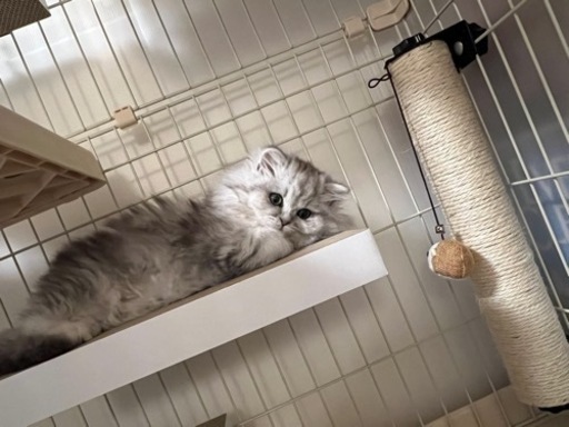 【商談中】猫用　ケージ(ゲージ) トイレ付　引き出し収納付