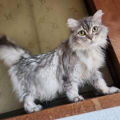 サイベリアンフォレストキャット(4歳メス)差し上げます - 猫