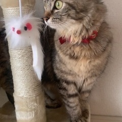 人懐っこいメス猫ちゃん🐱