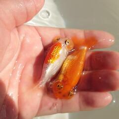 完売🙇🐟二匹セット🉐❗ 🐟国産　水泡眼🐟　約7センチ前後 　めちゃくちゃ可愛いく育成が楽しみな個体✨　№４の画像