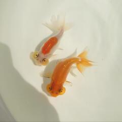 完売🙇🐟二匹セット🉐❗ 🐟国産　水泡眼🐟　約7センチ前後 　めちゃくちゃ可愛いく育成が楽しみな個体✨　№４の画像