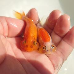 完売🙇🐟二匹セット🉐❗ 🐟国産　水泡眼🐟　約7センチ前後 　めちゃくちゃ可愛いく育成が楽しみな個体✨　№４の画像