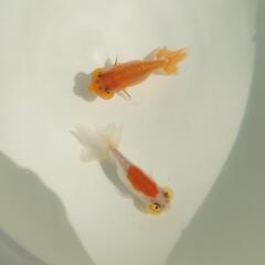 完売🙇🐟二匹セット🉐❗ 🐟国産　水泡眼🐟　約7センチ前後 　めちゃくちゃ可愛いく育成が楽しみな個体✨　№４の画像