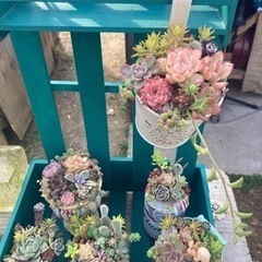 多肉植物　寄せ植え