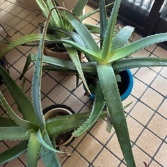 差し上げます　再募集❣️アロエ苗の画像