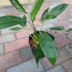 (手渡し)スパティフィラム株分け苗【大】1株