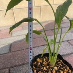 (手渡し)スパティフィラム株分け苗【小】1株の画像