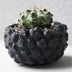 ランキングキーワードに紐づく投稿画像-多肉植物