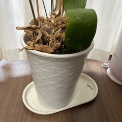 植木鉢の画像