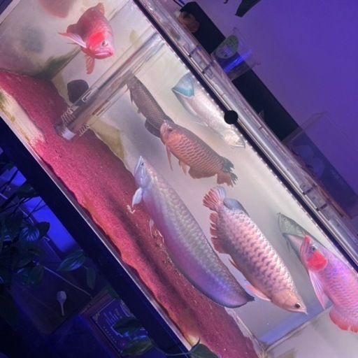 ※最終値下げ　ブラックアロワナ　約50cm