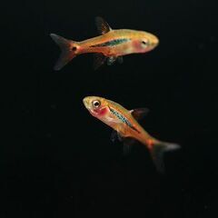 ボララスブリジッタエ(２匹)  ボララスウロフタルモイデス(１匹)  ボララスマキュラータ(１匹)　４匹セットの画像