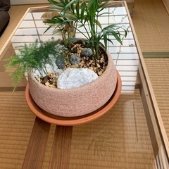 観葉植物　庭園風植えの画像