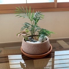 観葉植物　庭園風植えの画像