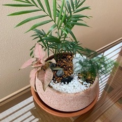 観葉植物　庭園風植えの画像