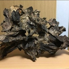 【天然一点物】極上流木の画像
