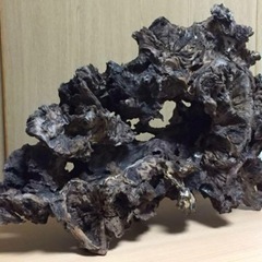 【天然一点物】極上流木の画像