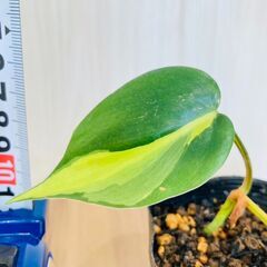 【観葉植物】フィロデンドロン・ブラジル（2.5号黒ポット付き）