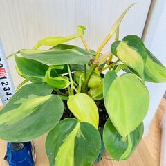 【観葉植物】フィロデンドロン・ブラジル（4号深型スリット鉢つき）