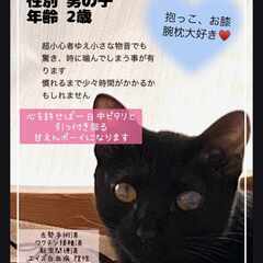 in春日井☆子猫もいる臨時譲渡会☆2024年2月23日（金）祝日...