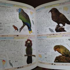 鳥の写真図鑑　オールカラー世界の鳥800の画像