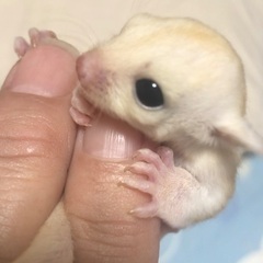 アニマルショップ福