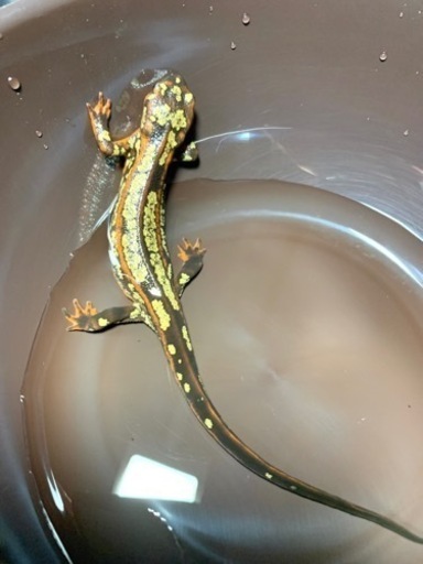 【厳選個体】超激レア全身金箔個体！！オキナワシリケンイモリ・ 爬虫類・かわいい・金箔 ・