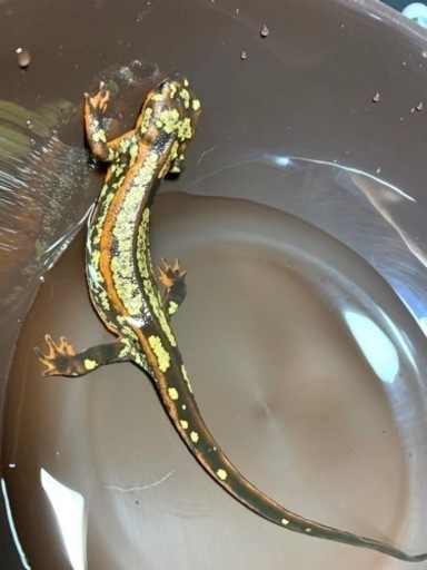 【厳選個体】超激レア全身金箔個体！！オキナワシリケンイモリ・ 爬虫類・かわいい・金箔 ・    