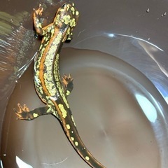 【厳選個体】超激レア全身金箔個体！！オキナワシリケンイモリ・ 爬虫類・かわいい・金箔 ・    の画像