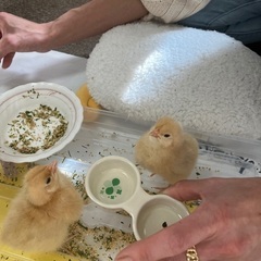 名古屋コーチン雛（鳥）